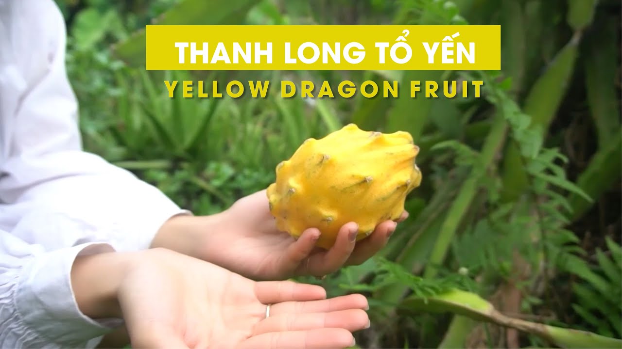 Thanh Long Vàng - Thanh Long Tổ Yến Ecuador | Yellow Dragon Fruit (Pitahaya, Pitaya)