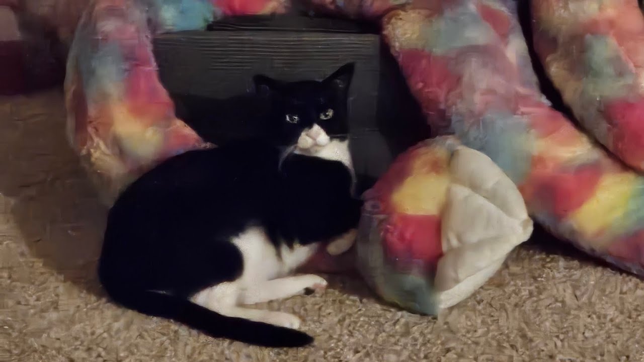 This community helps cats in need! 