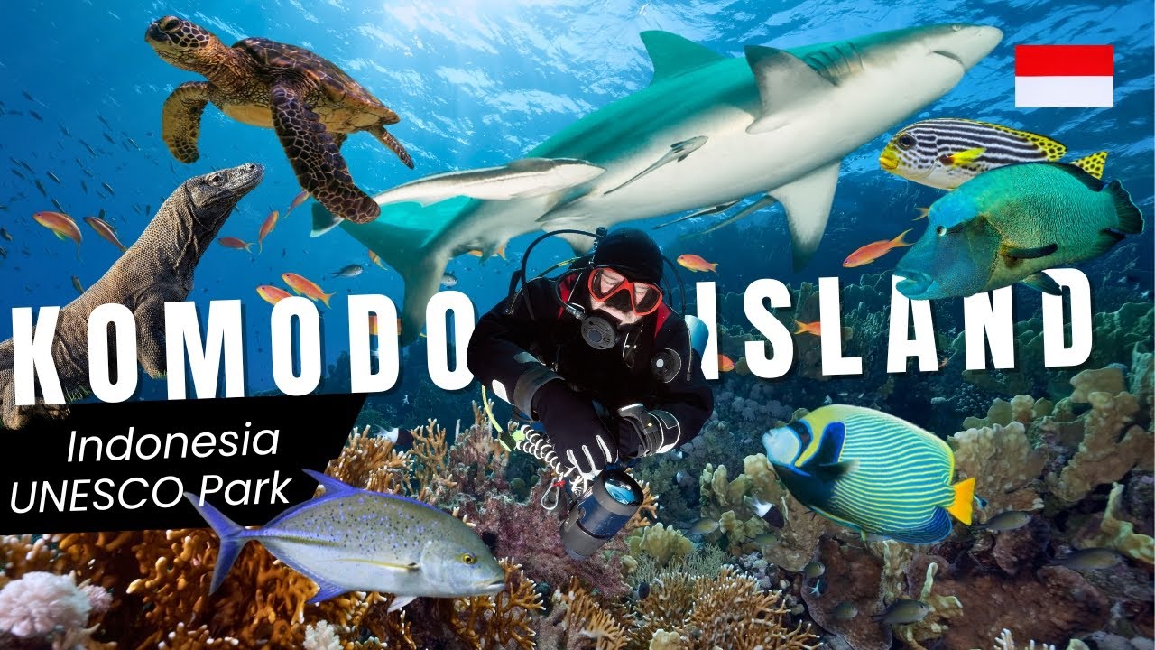 🇮🇩  KOMODO -  island of the dragon 🐲 diving 🐠  Scuba Junkie 🐡  best UNESCO Heritage Site Indonesia