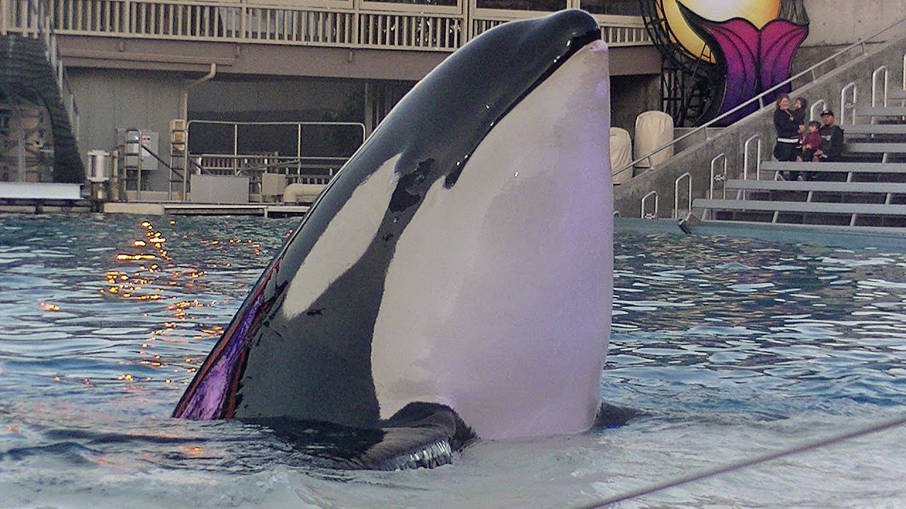 One Ocean with Baby Shamu Feature 1 of 2 (Full HD) April 18, 2015 - SeaWorld San Diego