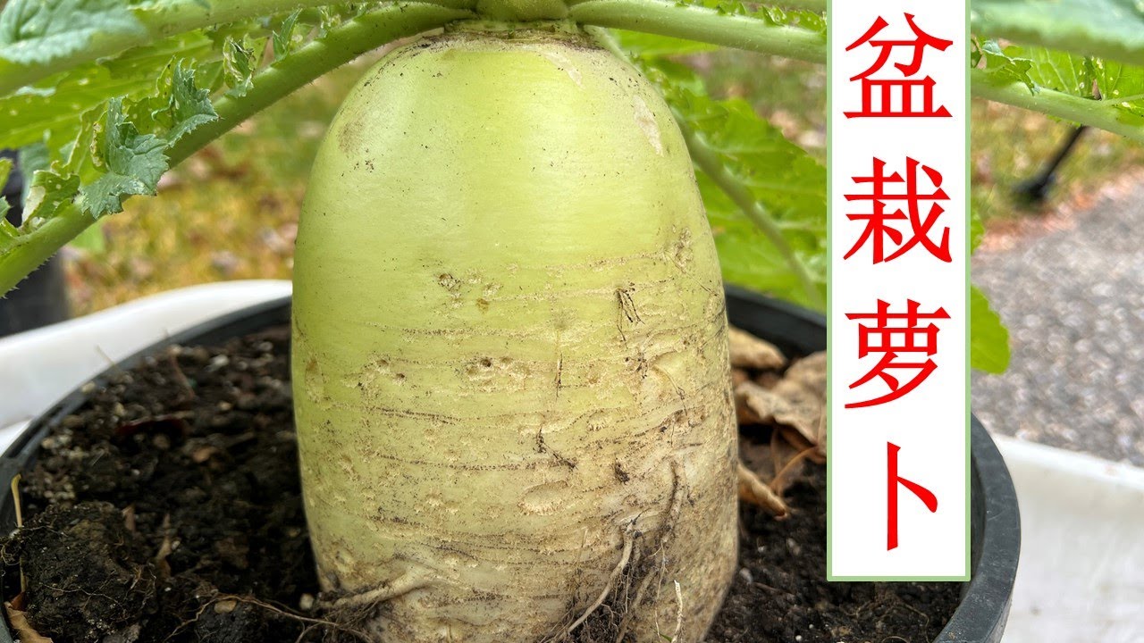 花盆里怎么种出大萝卜？/ How to grow white radish in pots?