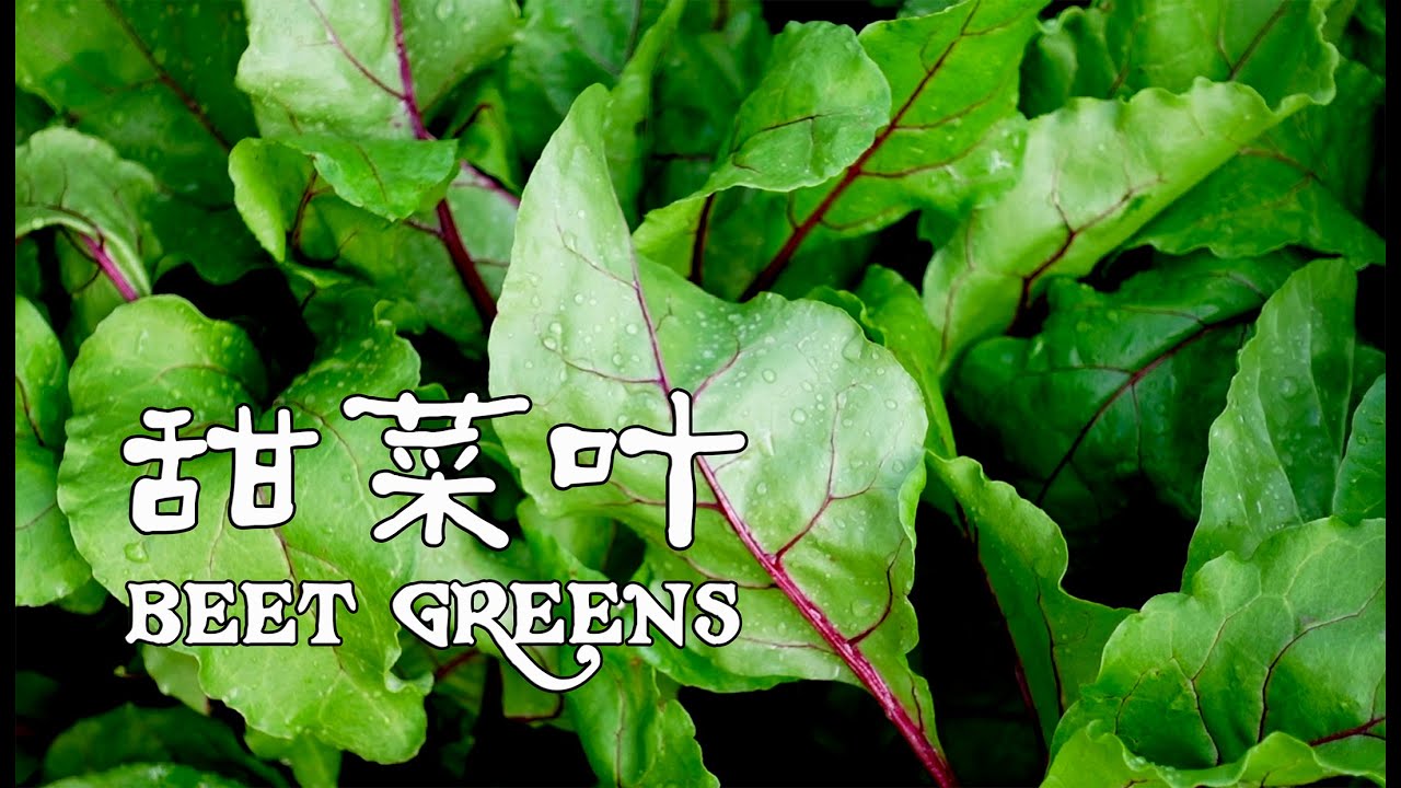 甜菜叶  BEET GREENS (最有营养、最值得种植和食用的蔬菜之一，我的减脂功臣，my weight loss contributor ）