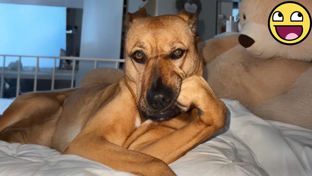 FUNNIEST Pets of 2026 😂🐾 Best Funniest Animal Videos Of The week