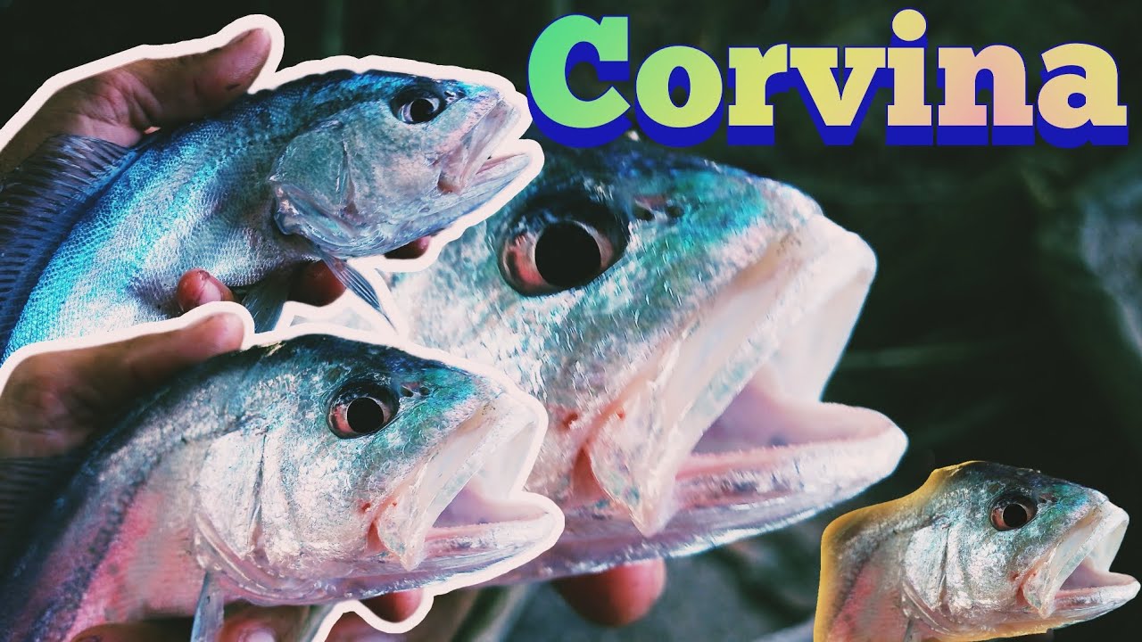 CORVINA!!uns dos peixes mais incríveis (tudo sobre a corvina brasileira)