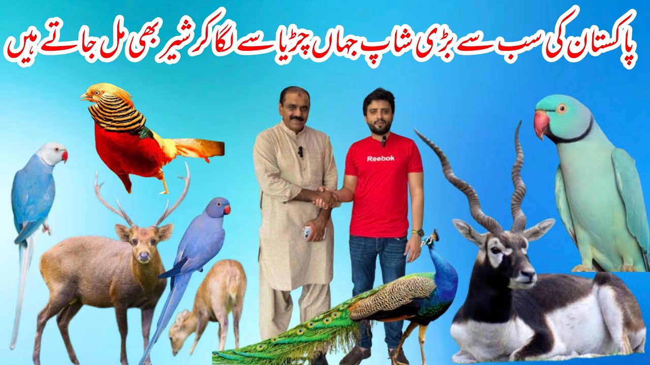 Multan Sunday Birds Rasheedabad 15 September 2024 part 2