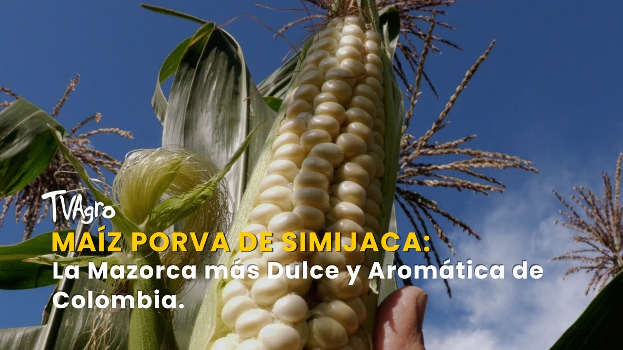 Maíz Porva de Simijaca: La Mazorca más Dulce y Aromática de Colombia - TvAgro por Juan Gonzalo Angel