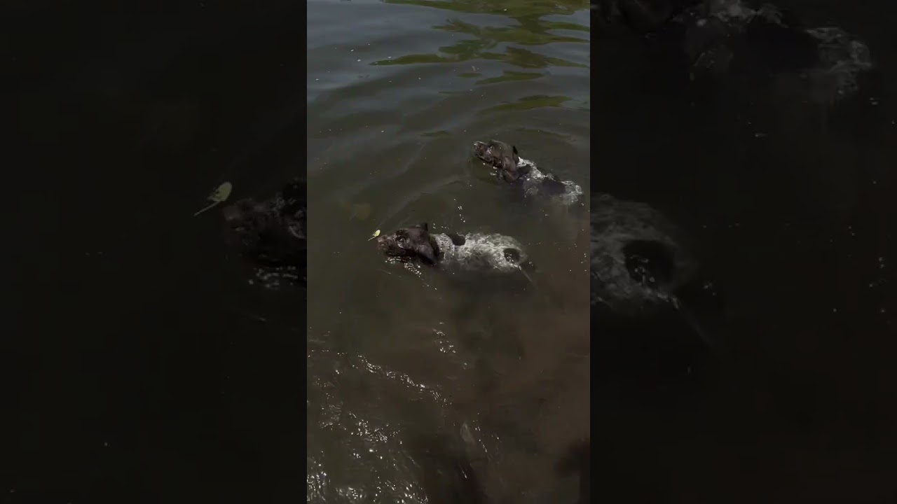 В 40 днём познакомились с водой и поплыли