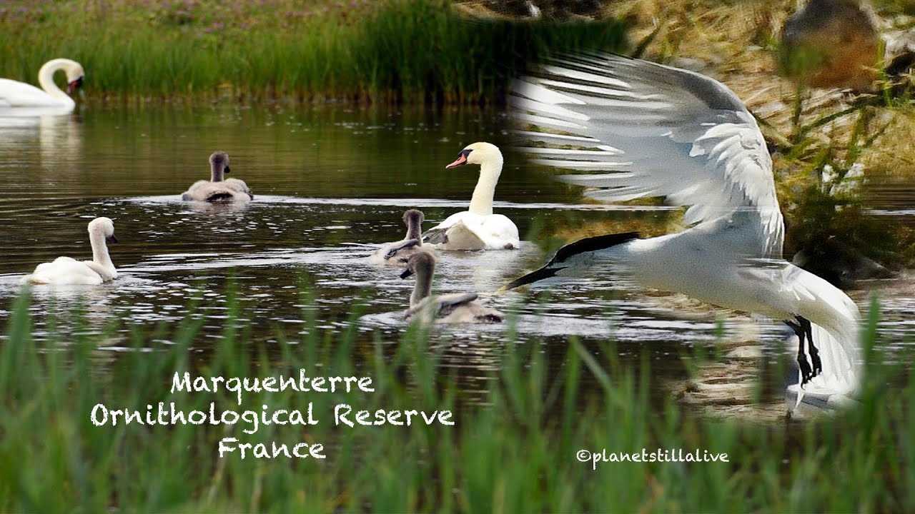 Marquenterre Bird Reserve (France)