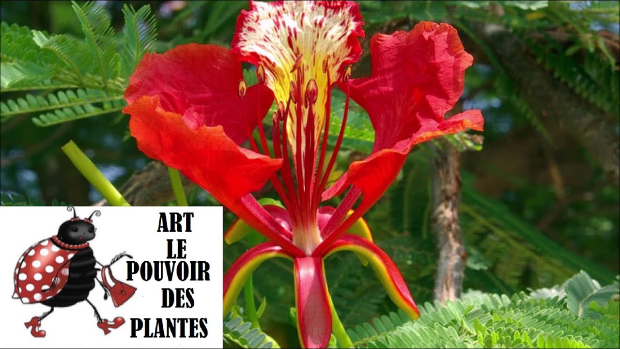 Jardinage d'intérieur: Semis du flamboyant (Delonix regia)