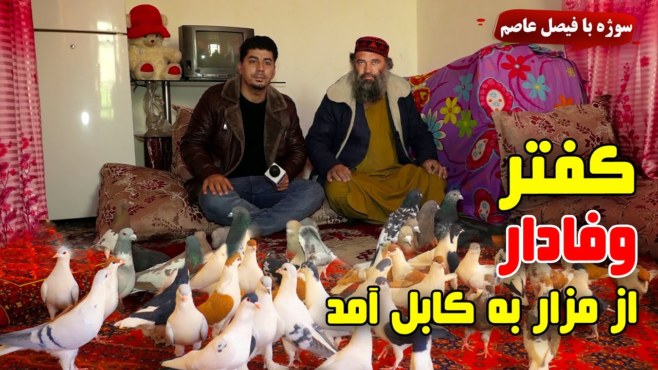 Sozha: Pigeon fancying with Faisal Asim/ سوژه: کفتر بازی با فیصل عاصم