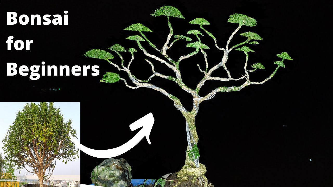 How to make Kamini Bonsai from Nursery Stock