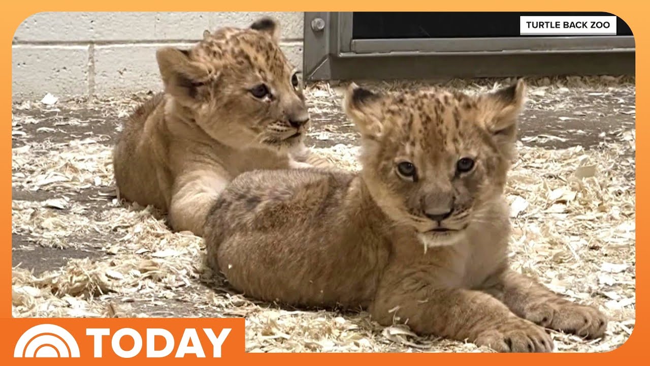 Help TODAY Name the New Lion Cubs at Turtle Back Zoo
