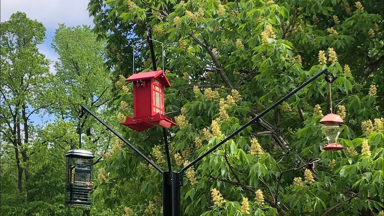 how to build a bear proof bird feeder holder