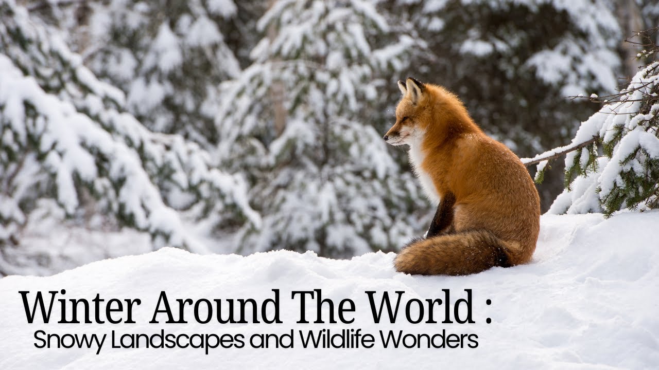 Winter Around the World: Snowy Landscapes and Wildlife Wonders