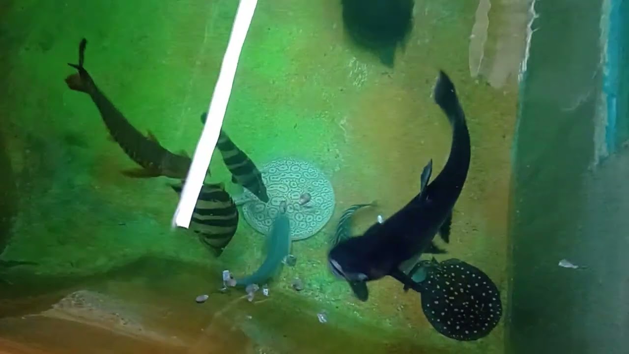 ALIMENTANDO PEIXES NO TANQUE DE 15 MIL LITROS