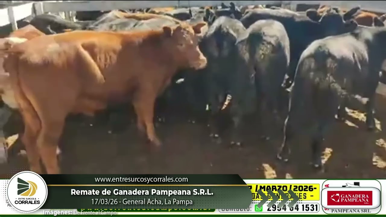 17-03-26 - Remate de Ganadera Pampeana S.R.L - General Acha, La Pampa