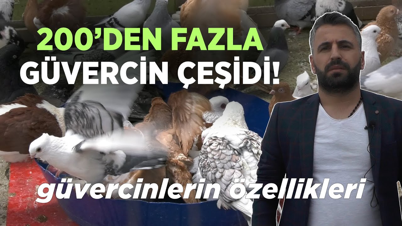 200’den Fazla Güvercin Çeşidi! / Güvercinlerin Özellikleri