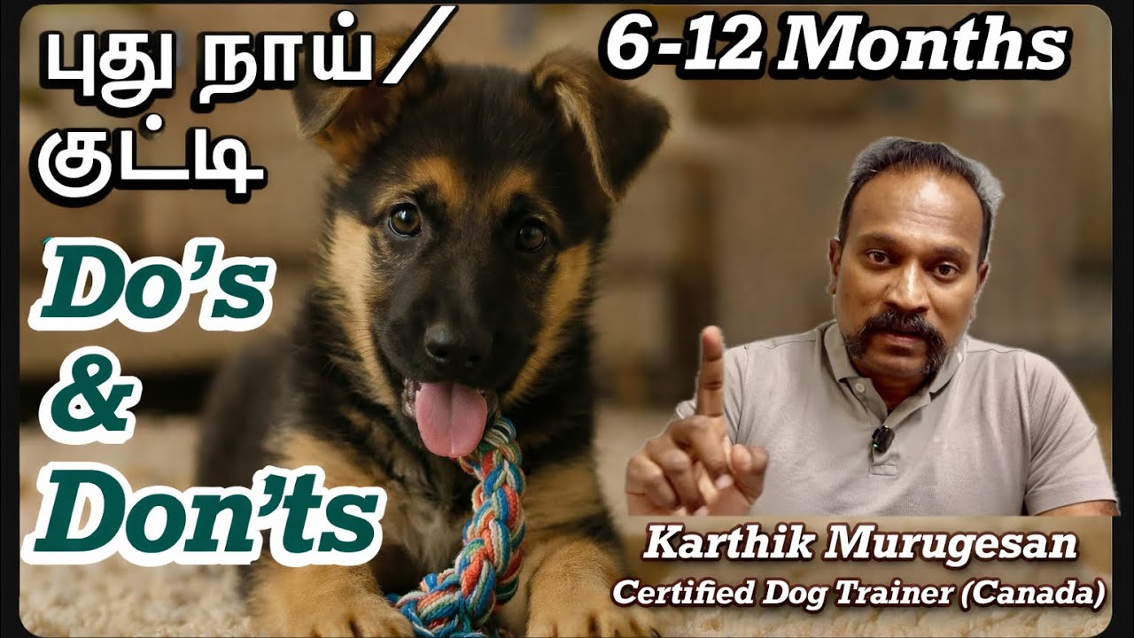 “நாய் 6 முதல் 12 மாதம் வயதில் என்ன செய்யணும்? | Do’s & Don’ts | Puppy Care Tamil” | Kaaliyum Naanum