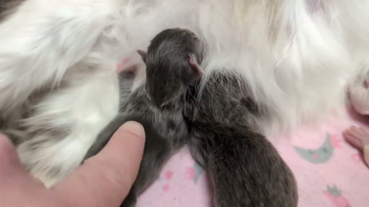 2026-02-25 Hattie's New Kittens!