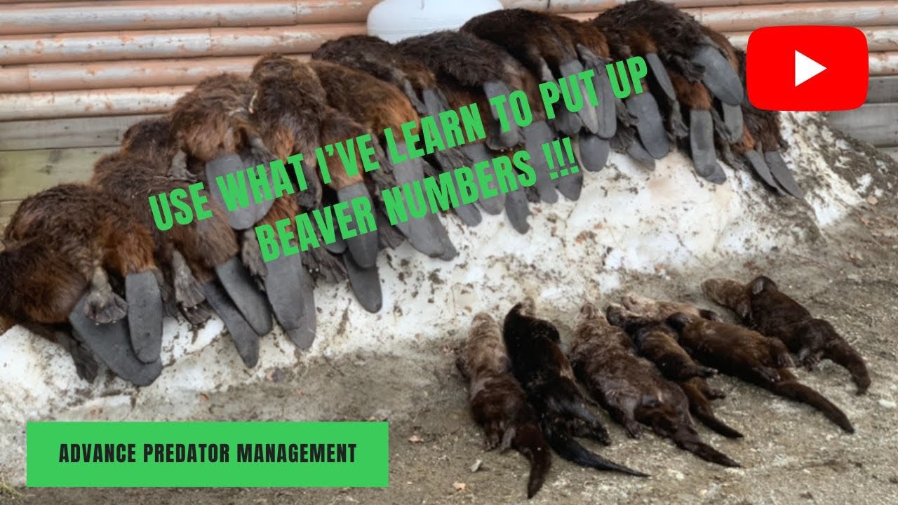 Maine Beaver trapping
