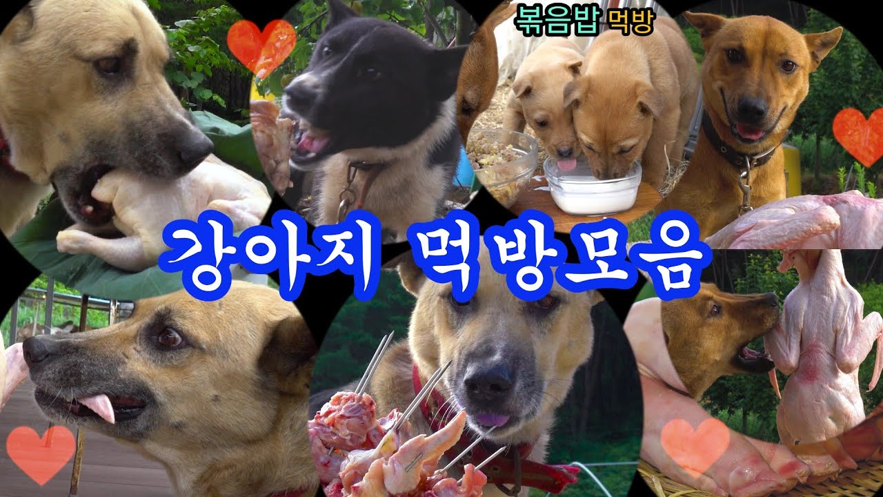 강아지 요리먹방모음(다시보기) #강아지먹방