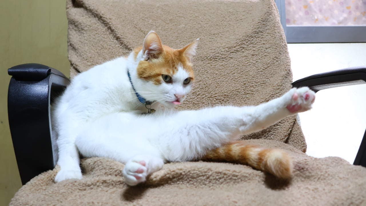 椅子でちろ毛づくろい　260213