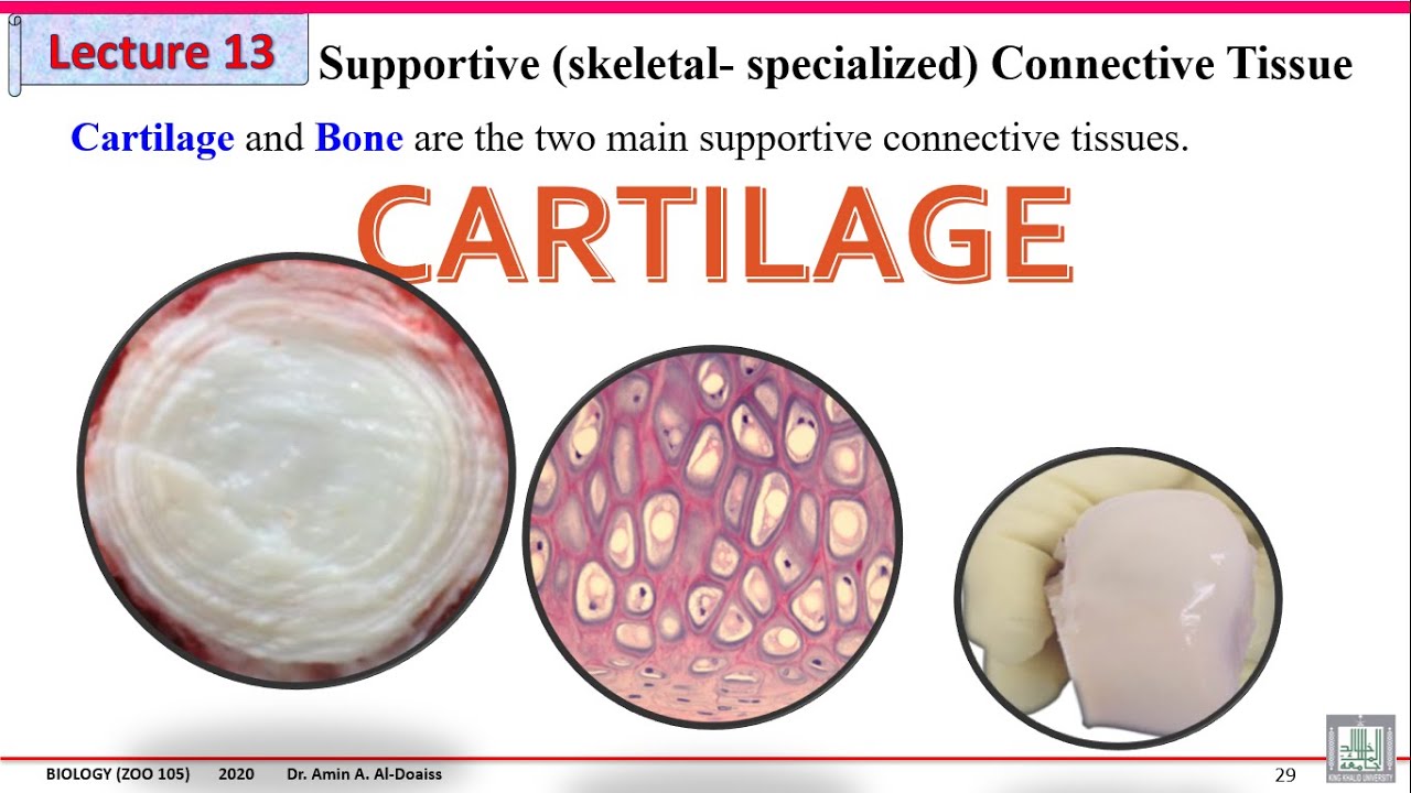 Human Biology: Lecture 13 Histology- Supportive (Skeletal - Specialized) CT- Cartilage and bone