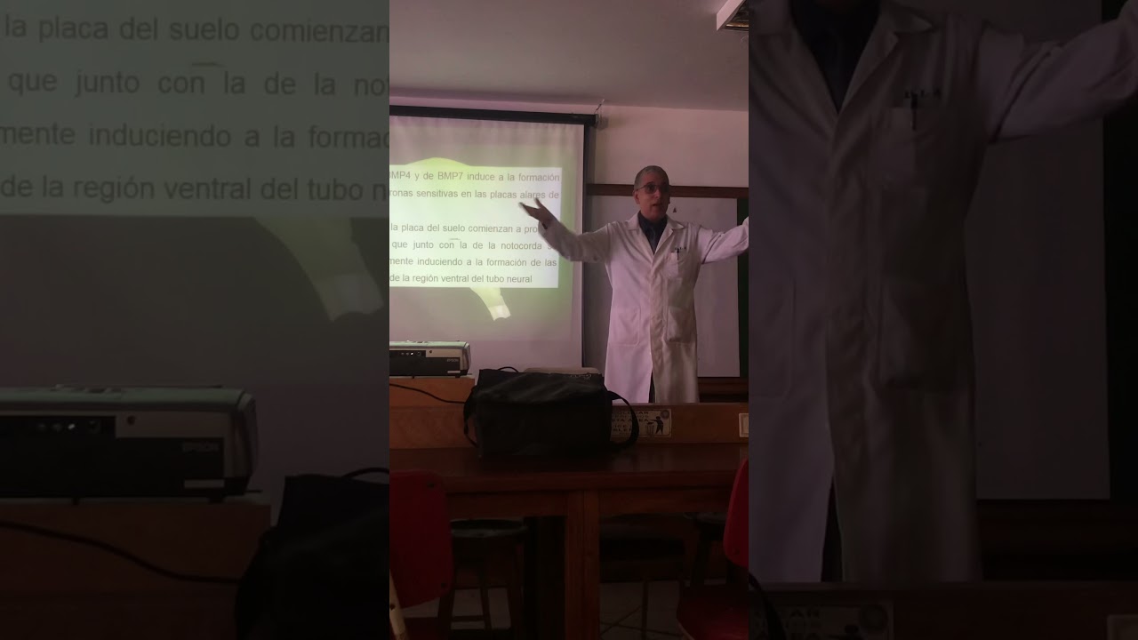 Sistema Nervioso. Tema 25. Desarrollo de las Crestas Neurales. Parte 1.