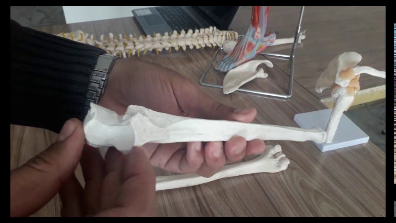 Ulna Bony Landmarks (an overview) Urdu/Hindi