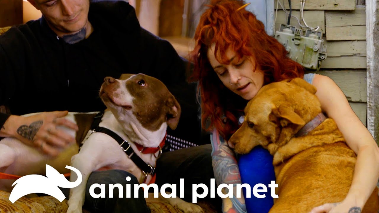 The Dogs That Brought Villalobos Together | Pit Bulls and Parolees | Animal Planet