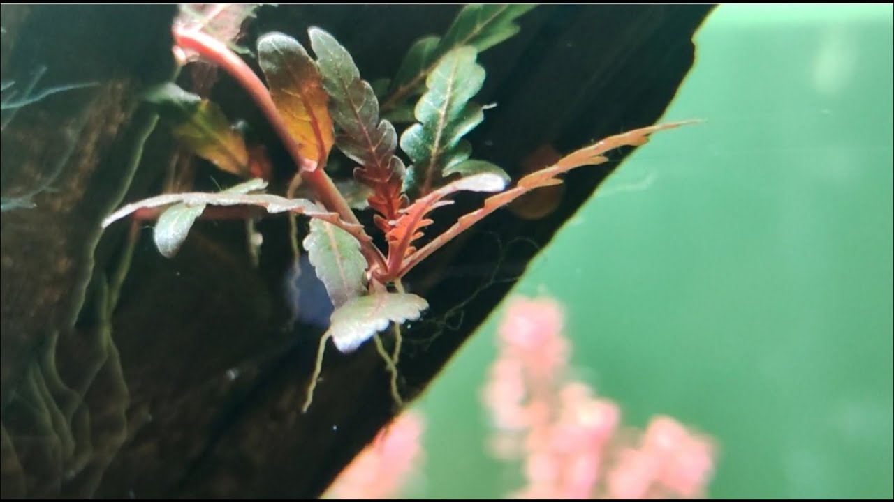 How to grow Hygrophila Pinnatifida