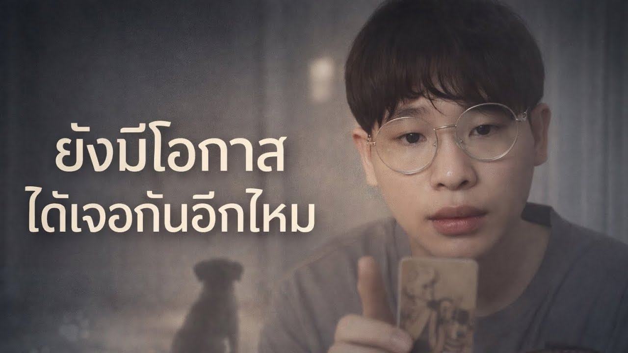 ดูดวงแมวหาย หมาหาย สัตว์เลี้ยงหาย จะหาเจอไหม timeless | หมอเบ๊บเปิดไพ่รัก | #ดูดวง  #ไพ่ทาโรต์