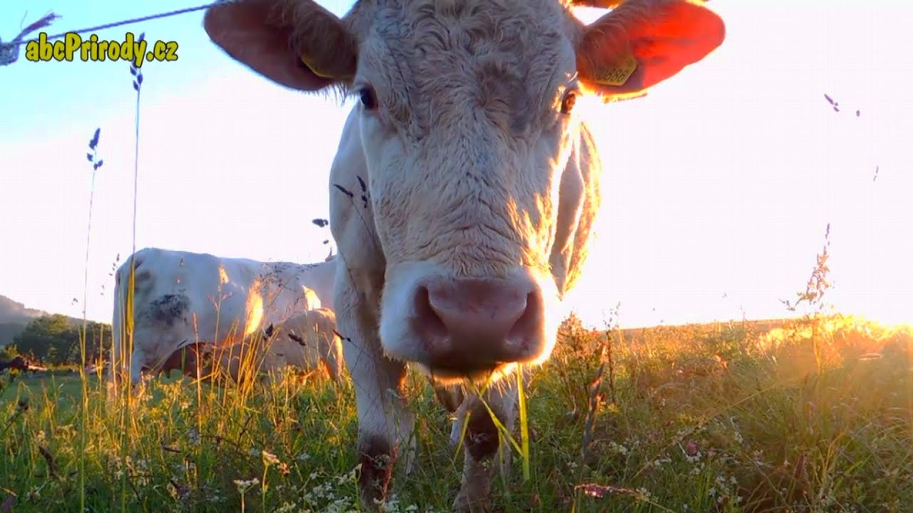 Kr&aacute;vy se pasou na louce | Cows graze in the meadow
