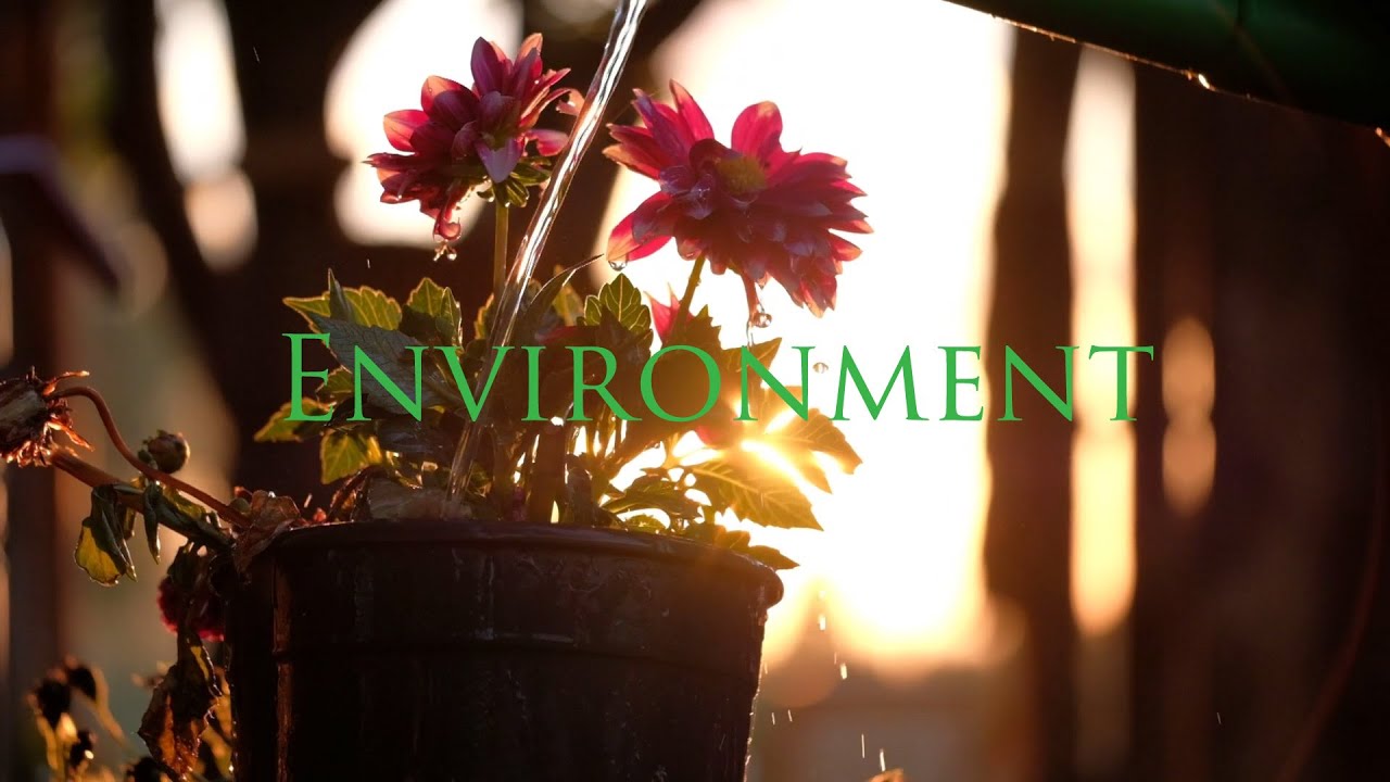 The Environment