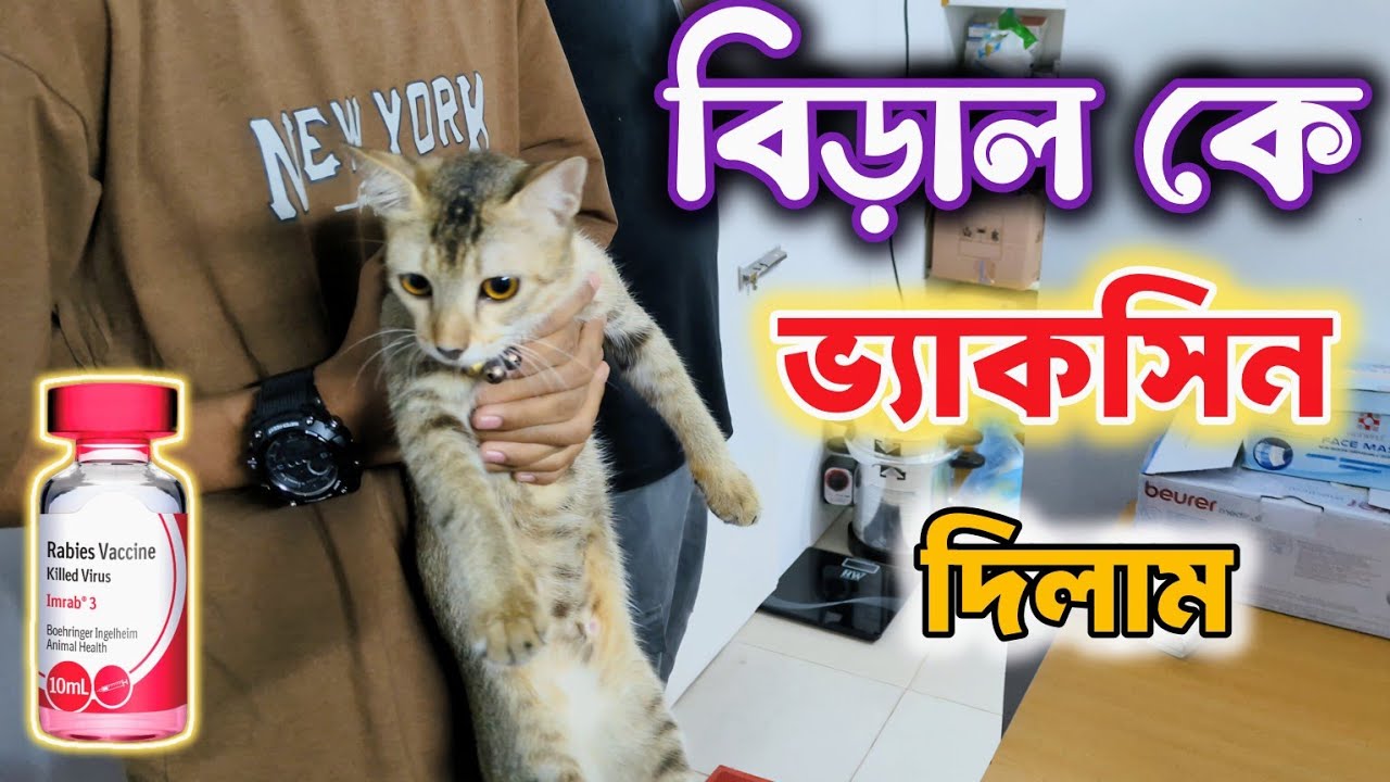 আজকে আমাদের বিড়ালকে ভ্যাকসিন দিলাম 🐱 | Cat Vaccination Day Vlog | Golden Tower Family 
