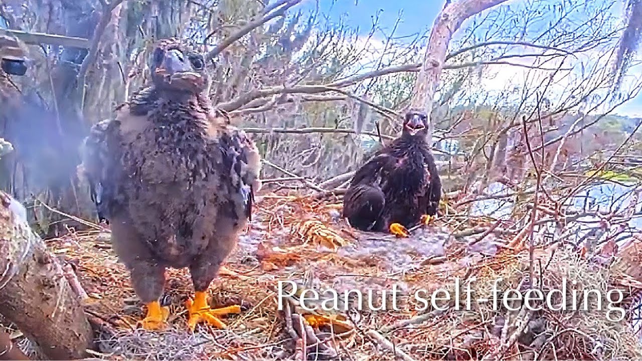 #346🦅Brutus🐥50° & Peanut🐥45°／Winter Park Eagle Nest 2026／Against All Odds:One-Eyed Mom／Wink💗Atlas