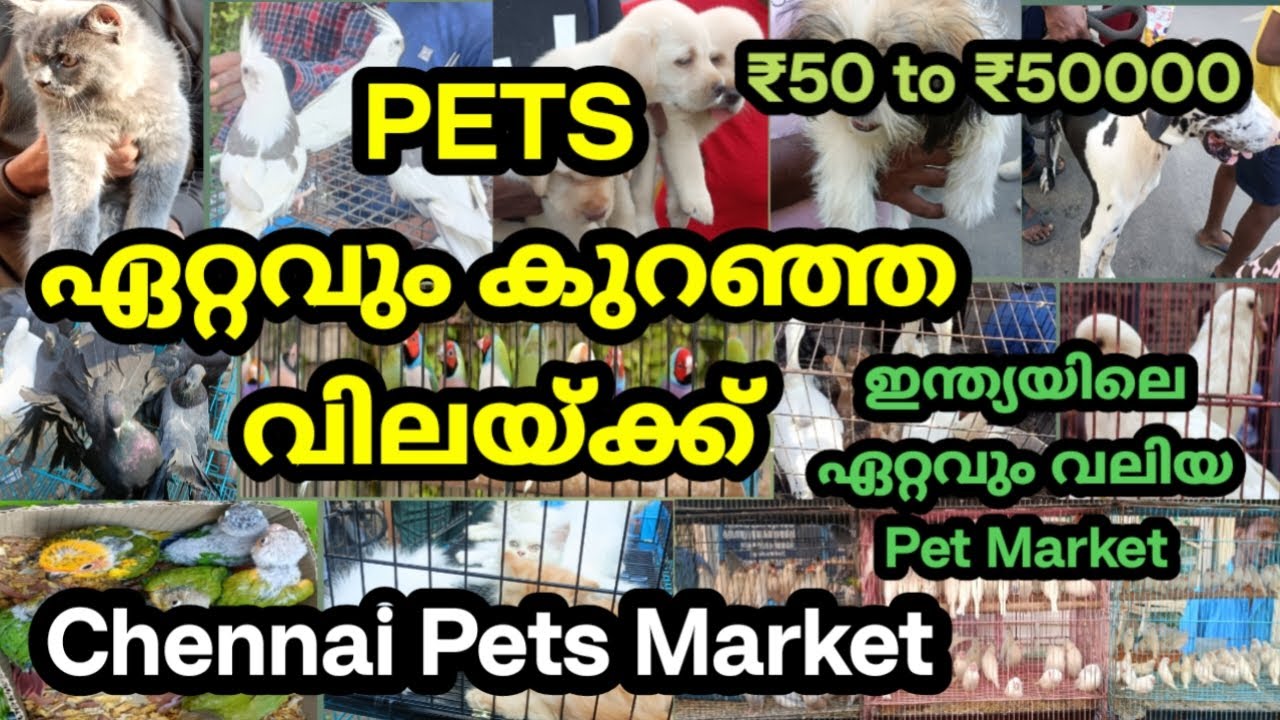 Chennai Pets Market In Malayalam | ഇന്ത്യയിലെ ഏറ്റവും വലിയ Pet Market | BROADWAY MARKET