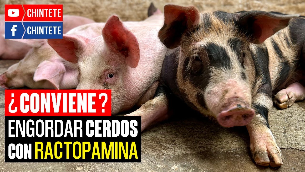 ENGORDAR CERDOS usando RACTOPAMINA