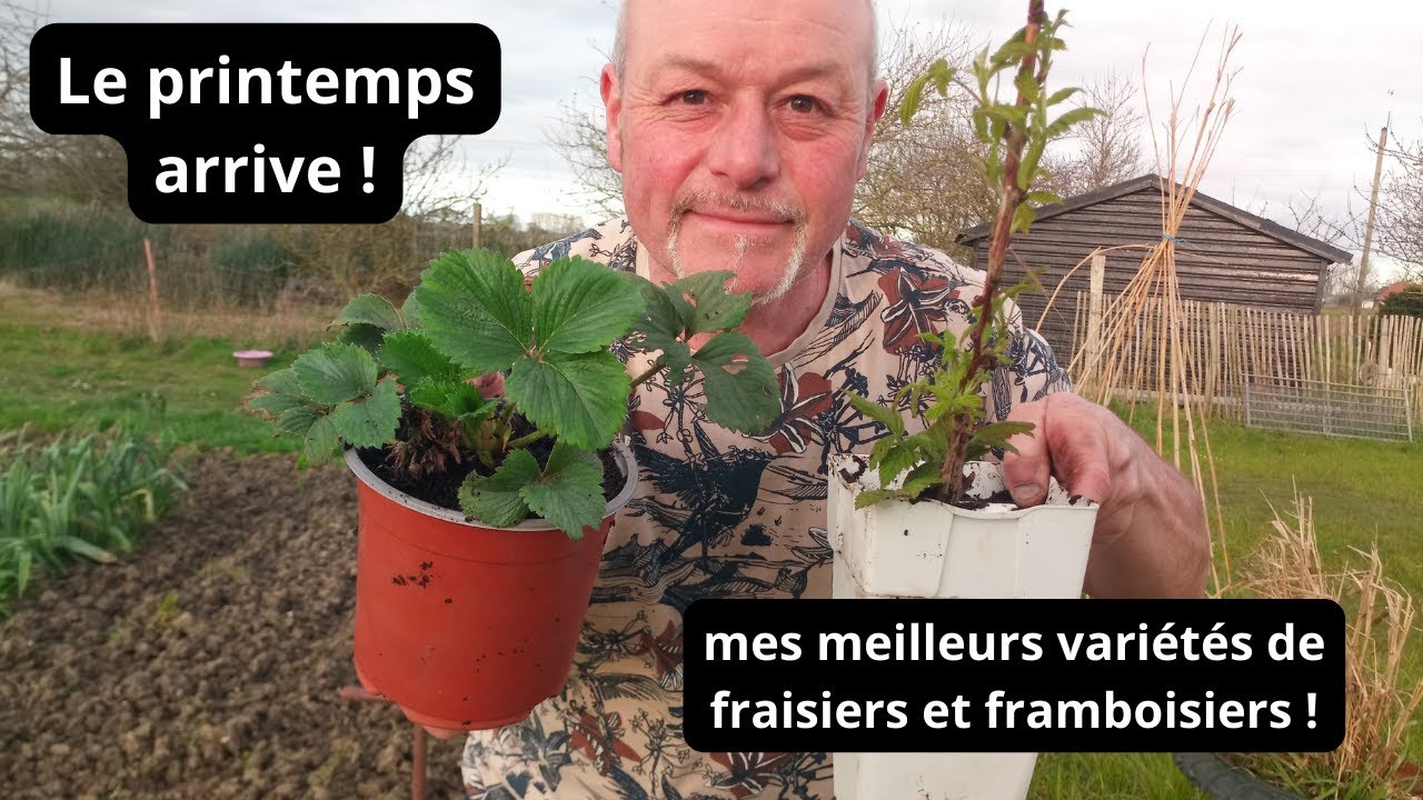 Le printemps arrive  planter fraisiers et et framboisiers !  , mes meilleurs variétés !