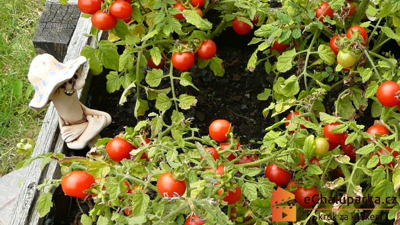 Jak pěstovat keříčková balkonová rajčata ze semen🍅. Solanum lycopersicum