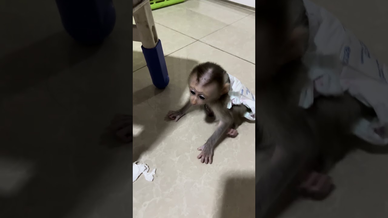 Monkey Mary is very smart #animals #monkey #mary #smart
