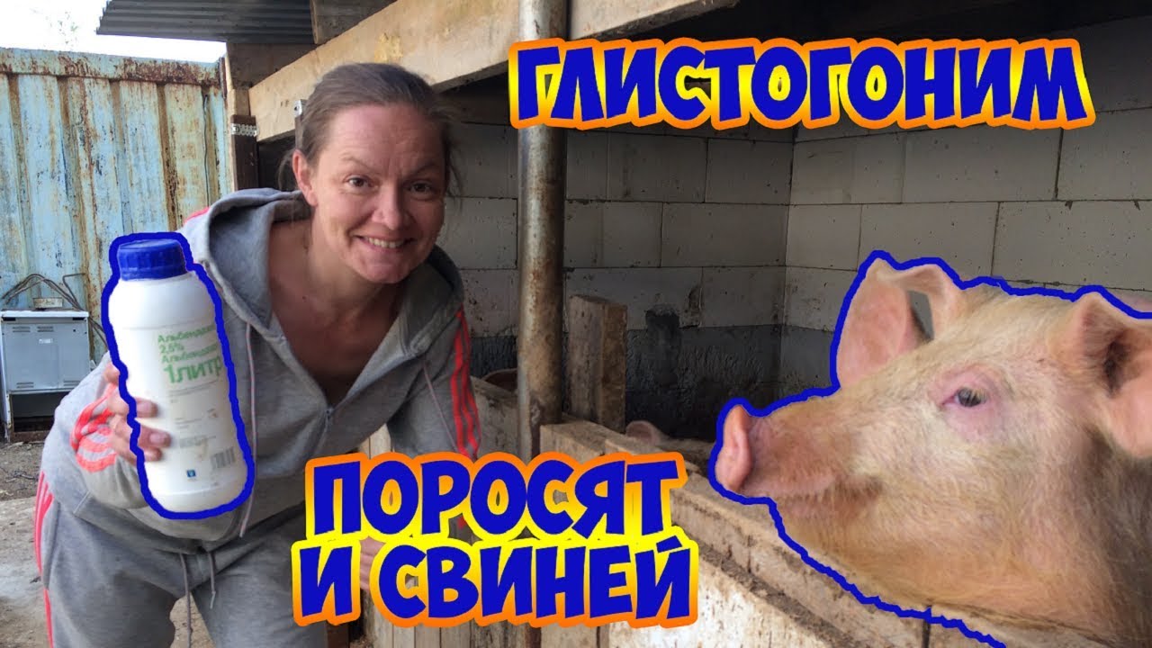 Чем лучше глистогонить поросят. Как правильно это сделать