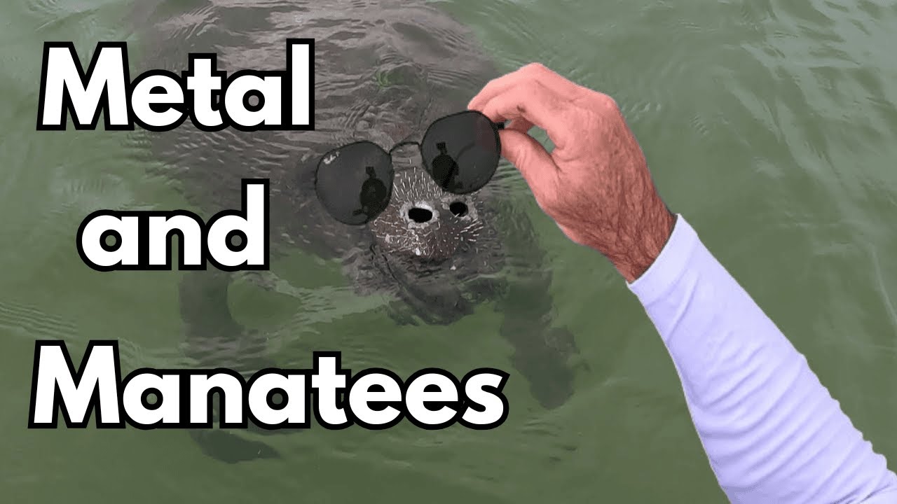 Manatees and Metal Detecting | Real Live Mermaids