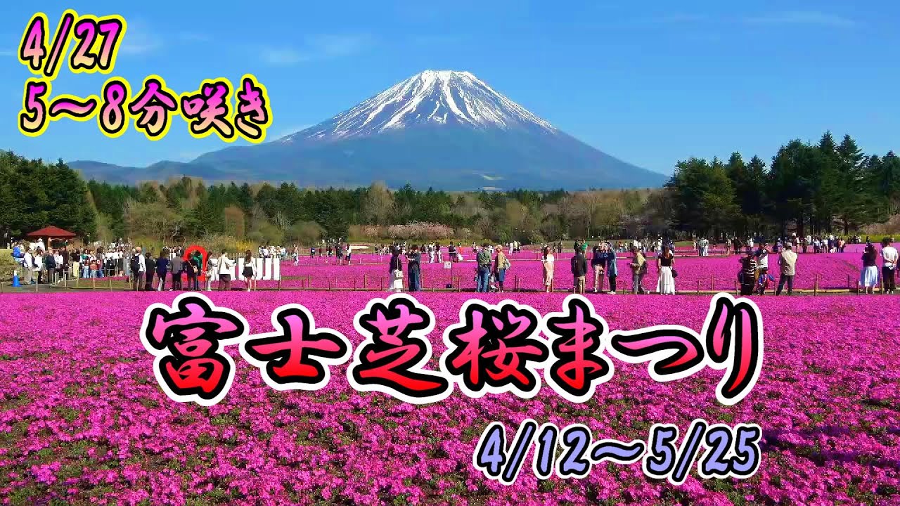 富士芝桜まつり 2025 【4/27 絶景富士と芝桜♪】#富士芝桜まつり#富士山 #山梨 #本栖湖 #芝桜 #本栖湖リゾート #ライブカメラ
