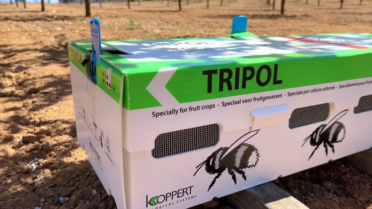 Polinización en almendro con abejorros Tripol.