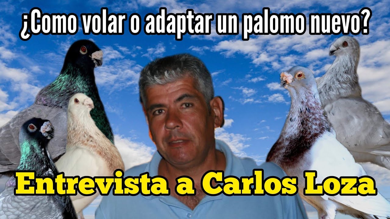 Entrevista a Carlos Loza - [PASO a PASO] - Cómo Volar un Palomo nuevo en nuestro Palomar