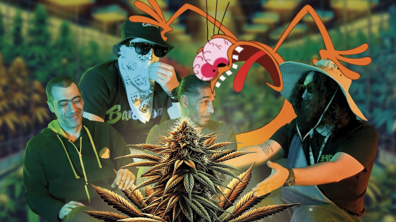 &Agrave; la recherche de la meilleure vari&eacute;t&eacute; de cannabis : l'entretien des professionnels des terp&egrave;nes