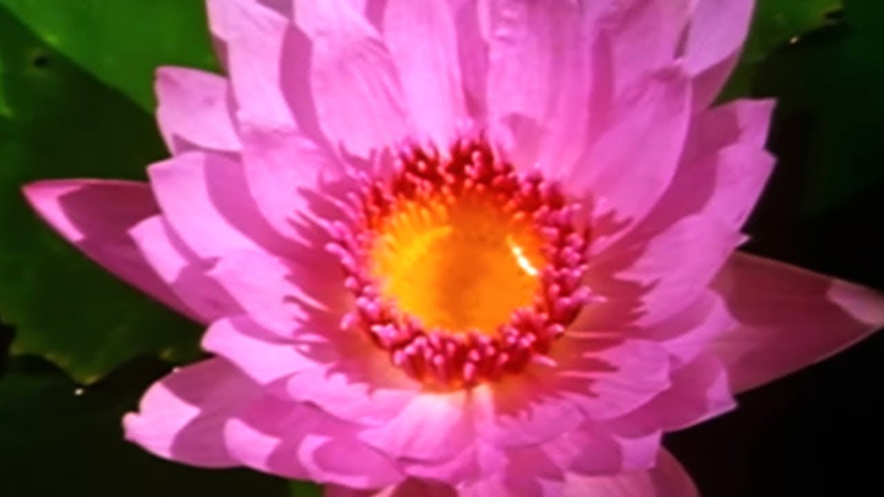 Facts About Plants 🌺 - Secret Nature | Plant Documentary | Natural History Channel