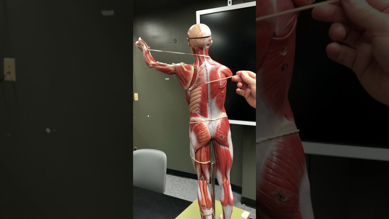 Muscles of the Trunk Review with Dr. Masi