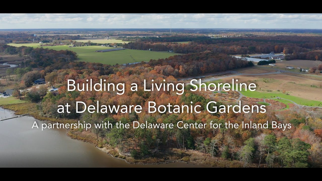 Building a Living Shoreline at Delaware Botanic Gardens